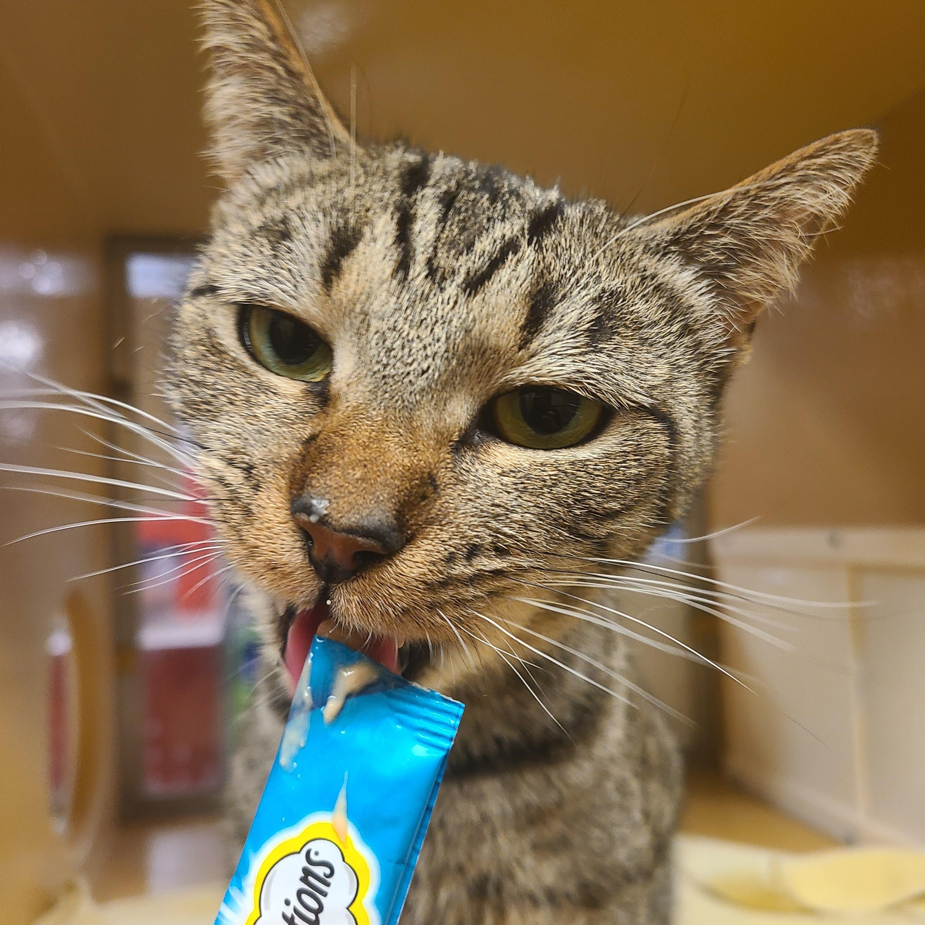 Enlarge Coffee, a Adoptable Domestic Short Hair in Gerrardstown, WV image 1/4