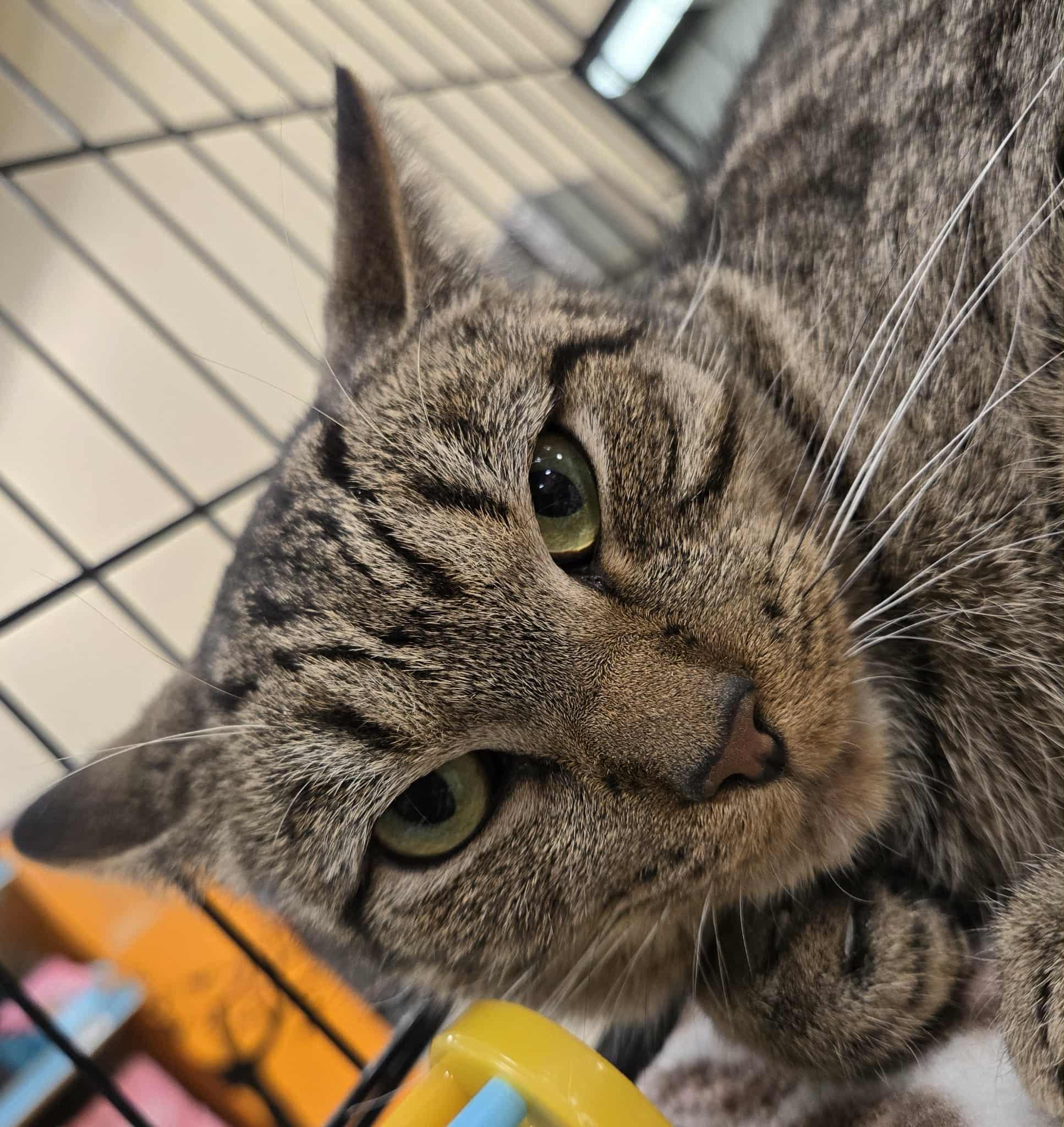 Coffee, a Adoptable Domestic Short Hair in Gerrardstown, WV image 3/3