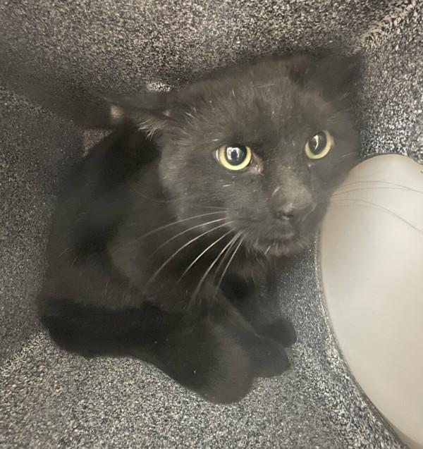 Deacon, Adoptable, Adult Male Domestic Short Hair.