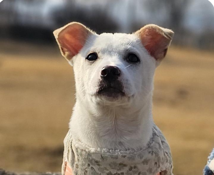 Osong, ADOPTABLE, Puppy Male Jindo.