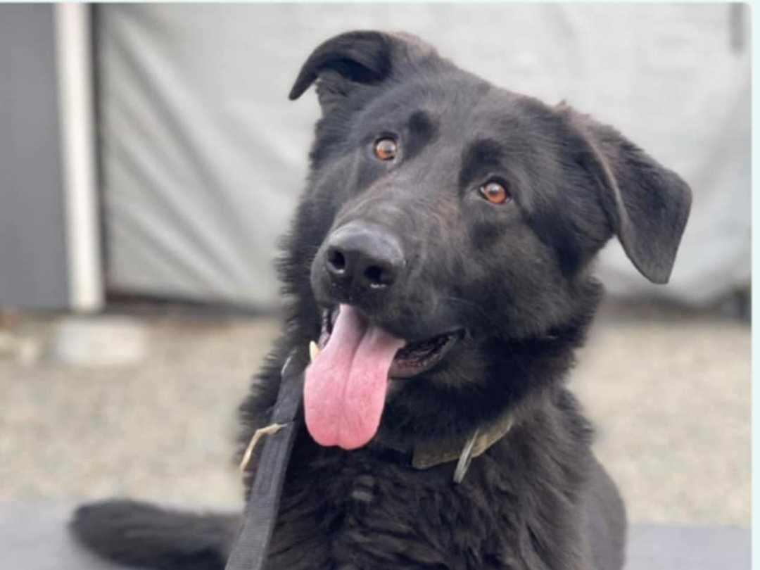 Cash, Adoptable, Adult Male German Shepherd Dog.