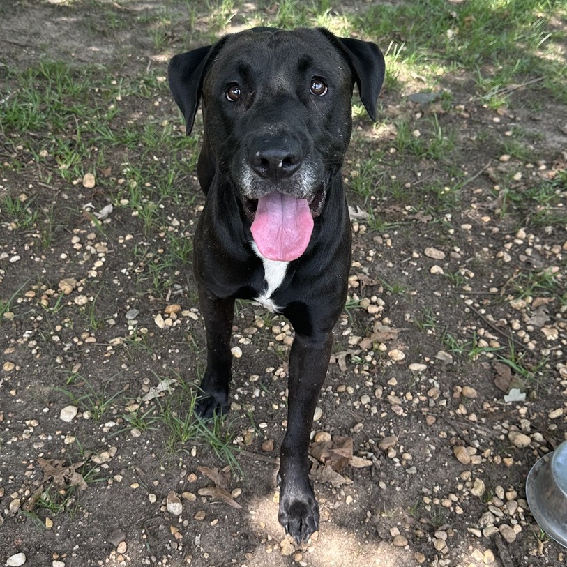 Bronx, an adoptable Mixed Breed in Selma, AL, 36701 | Photo Image 1