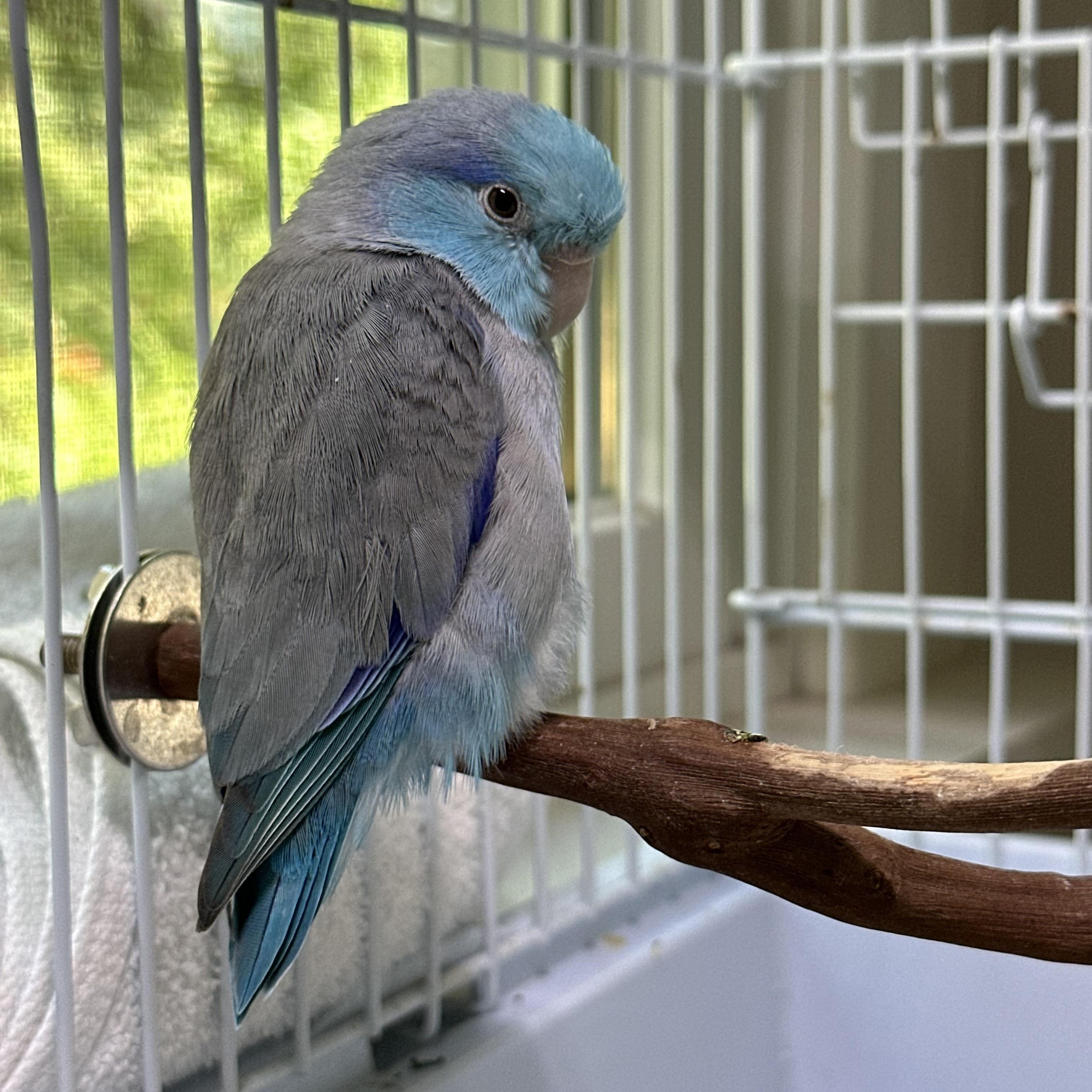 Louie, adopted, Young Male Parrotlet.
