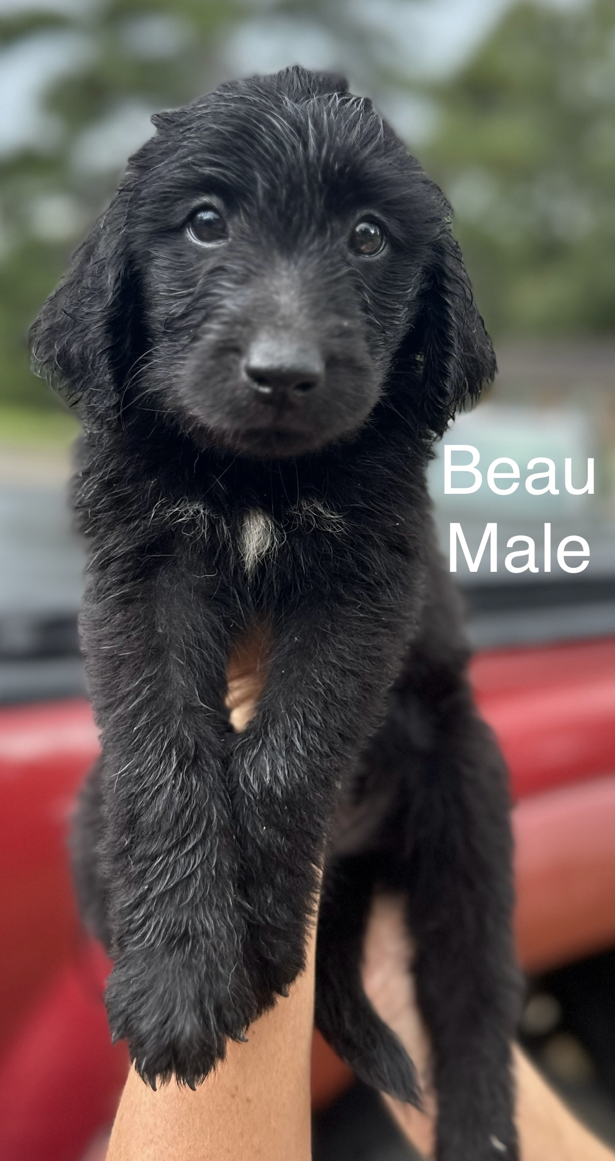 Dog for adoption Beau, a Cocker Spaniel in Manchester, CT Petfinder