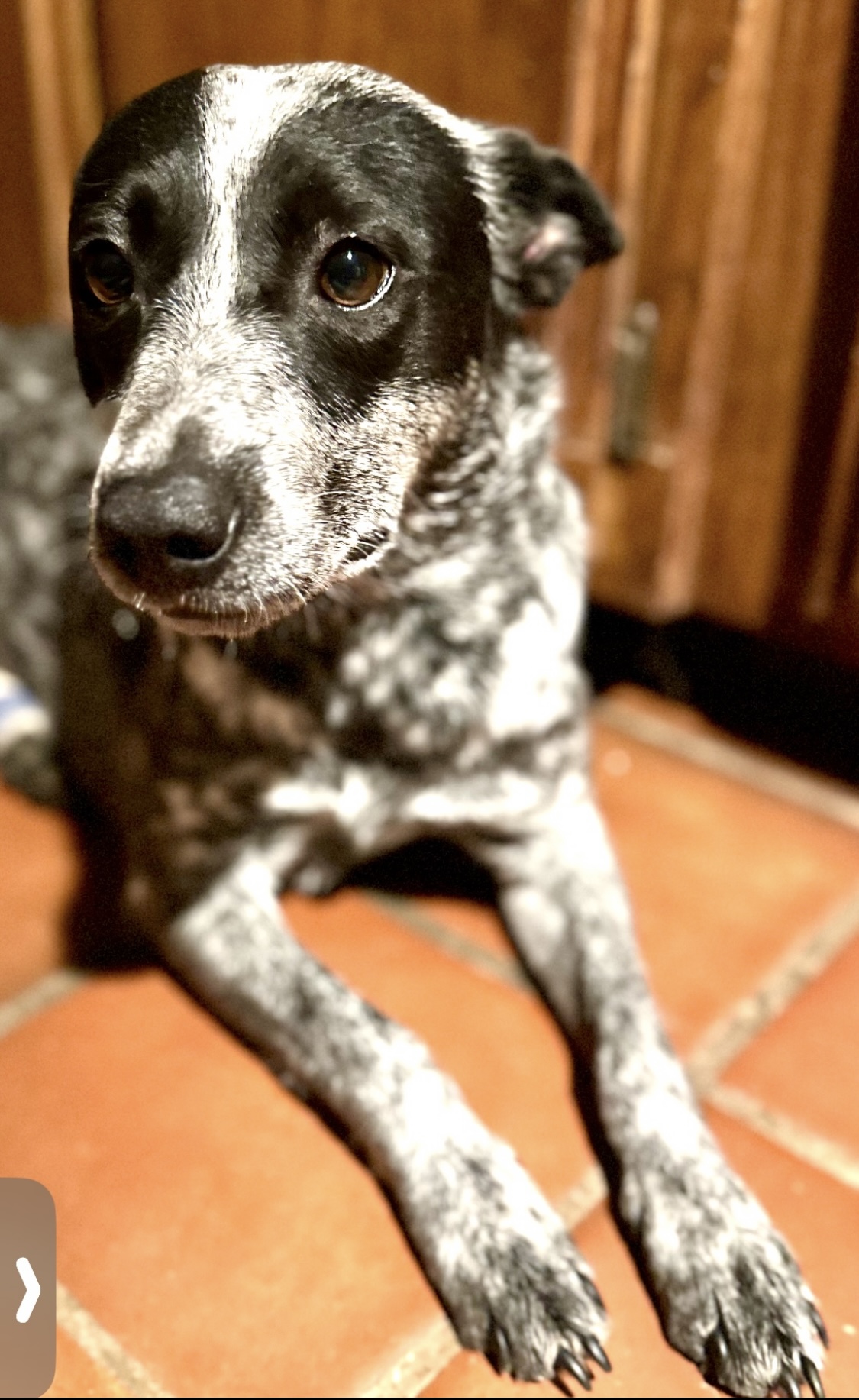 Dog for adoption Kira, an Australian Cattle Dog / Blue Heeler in