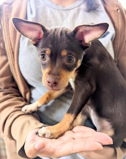 Rubie, Adoptable, Puppy Female Chihuahua & Mixed Breed.