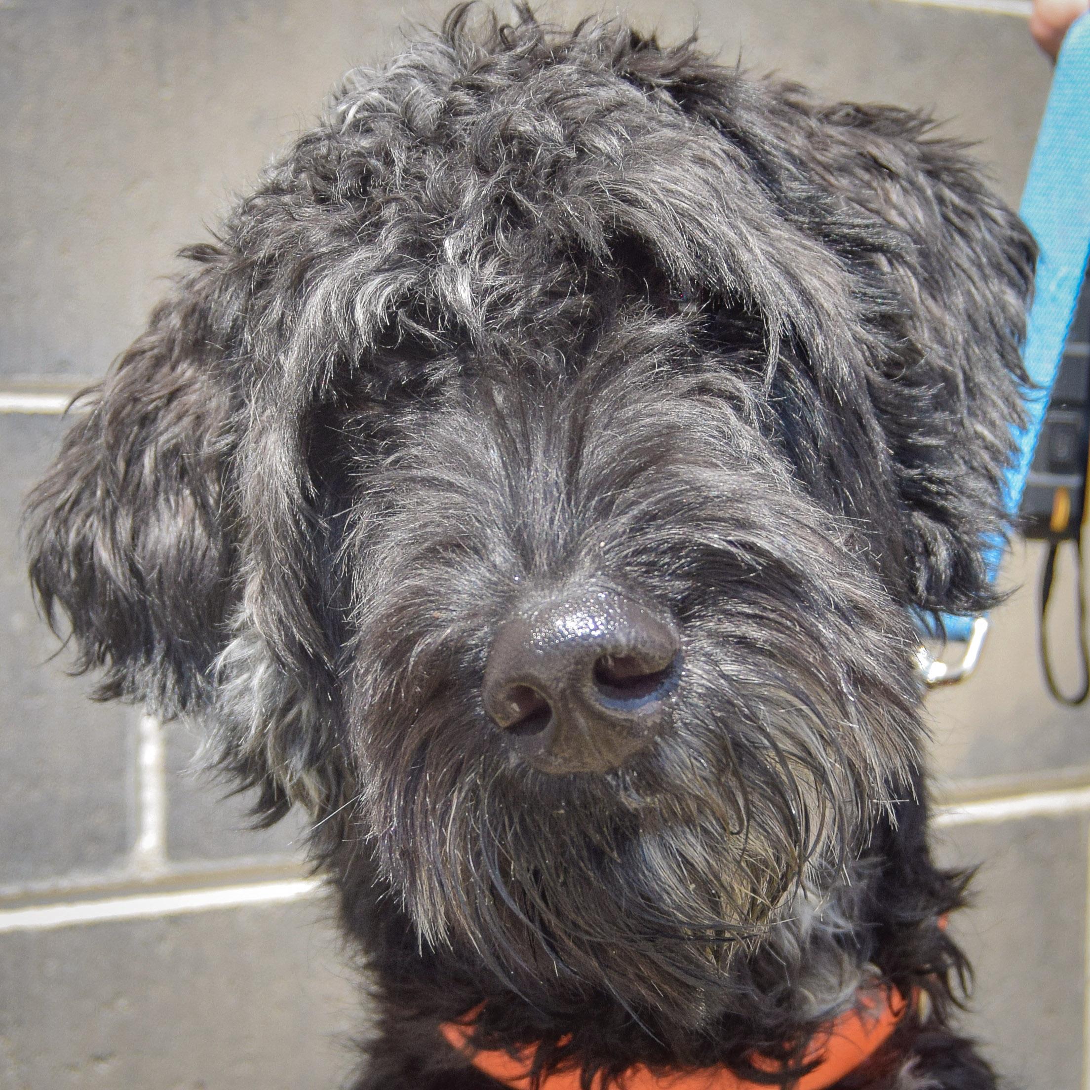 Johnny, an adopted mixed breed in Huntley, IL image 1/5