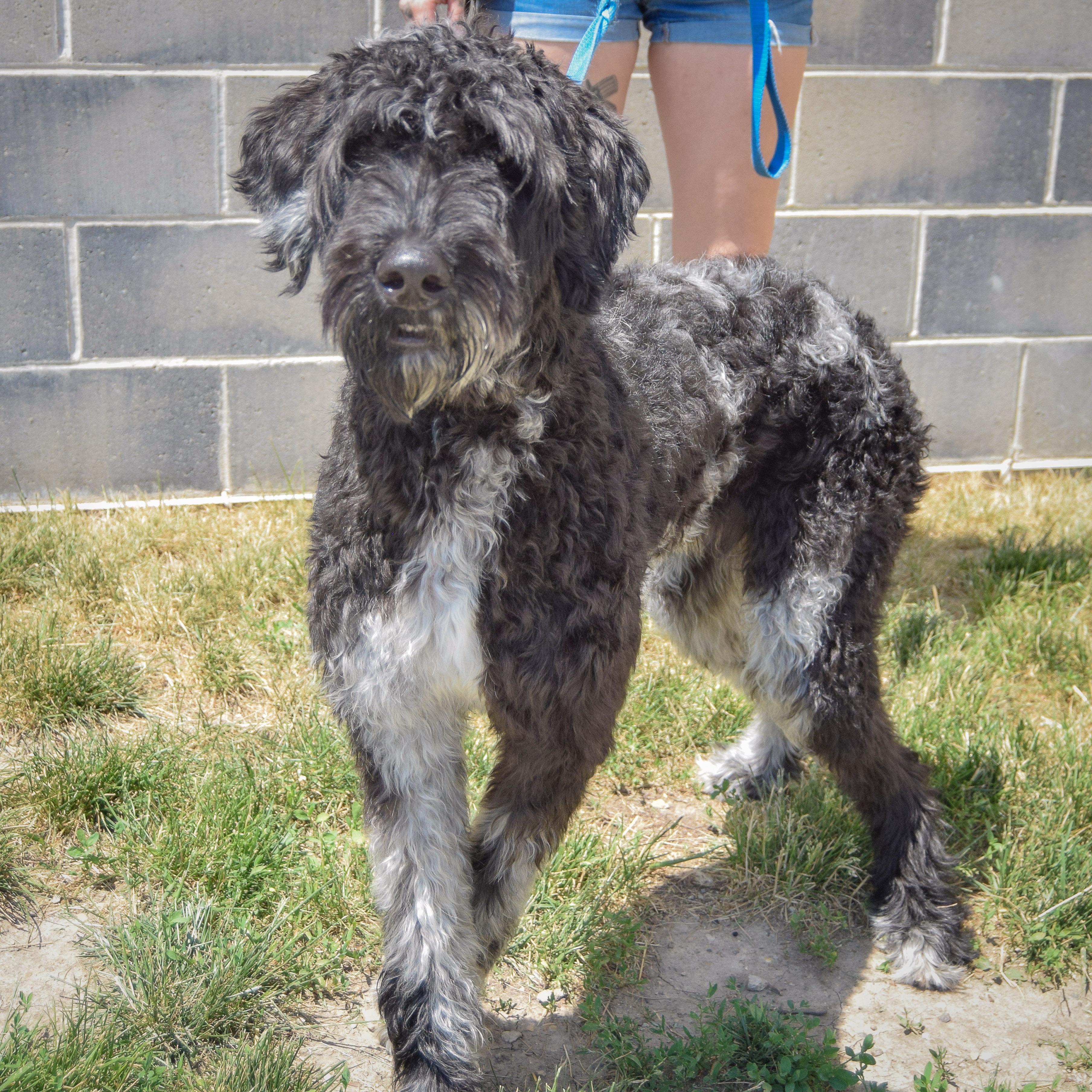 Johnny, an adopted mixed breed in Huntley, IL image 2/5