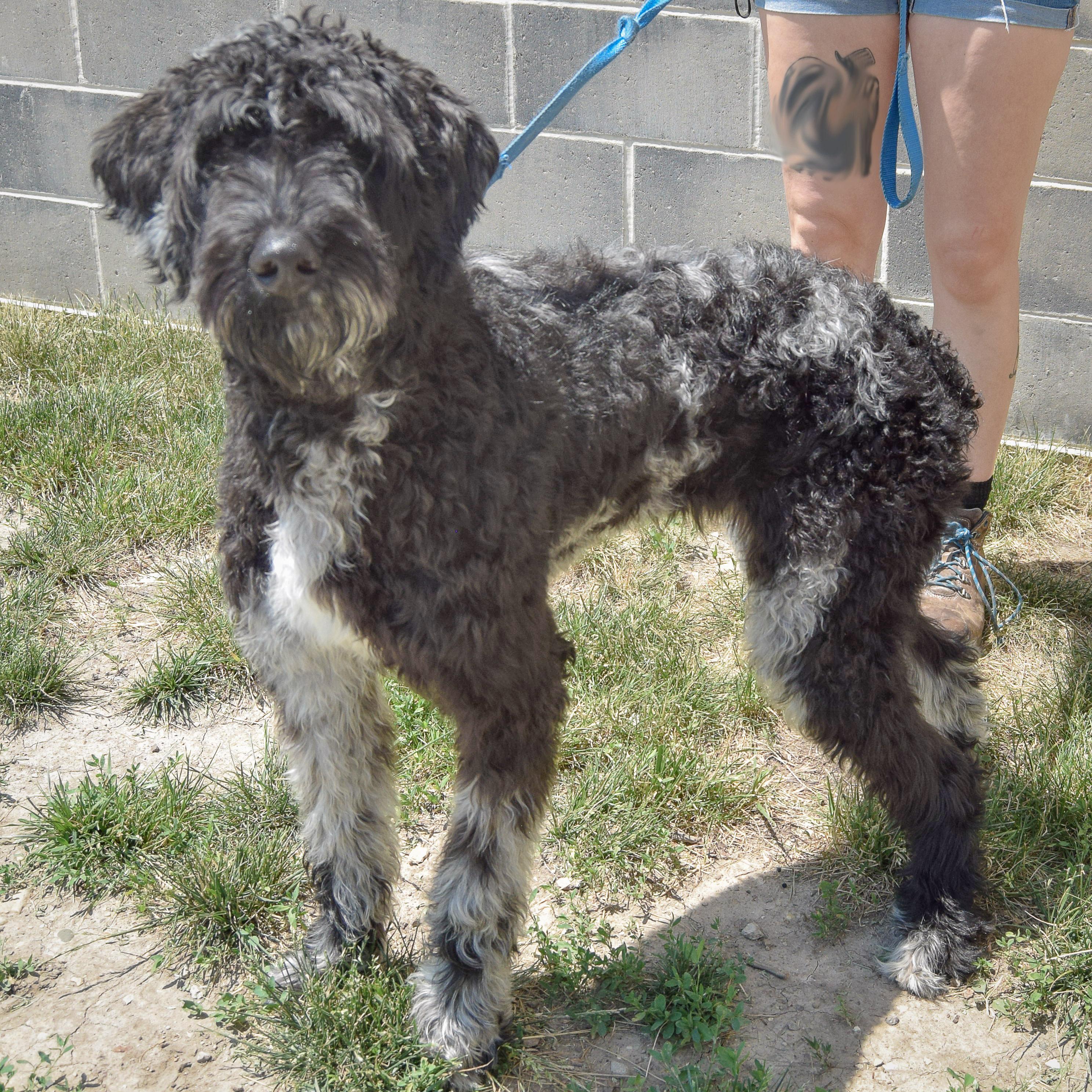 Johnny, an adopted mixed breed in Huntley, IL image 4/5