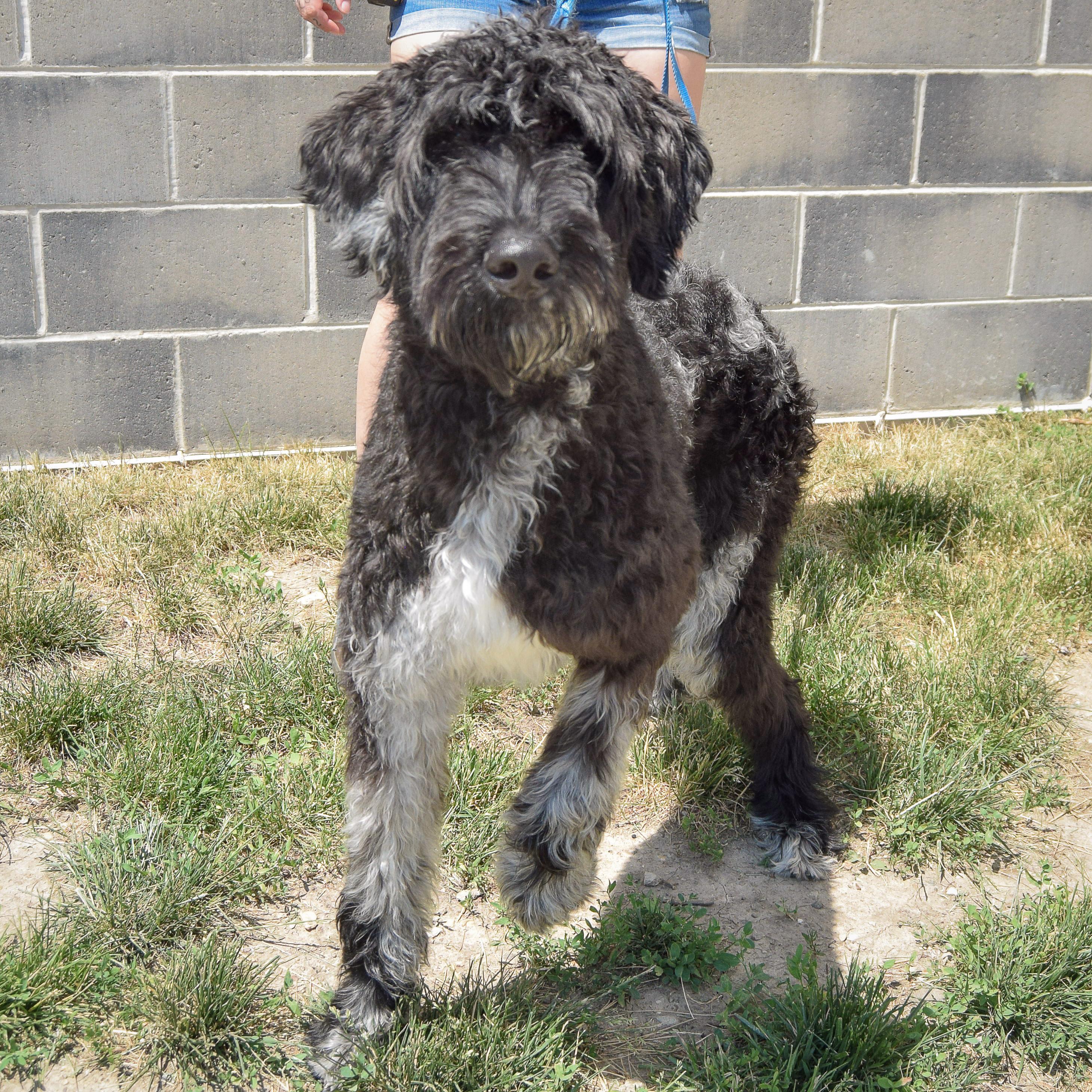 Johnny, an adopted mixed breed in Huntley, IL image 5/5
