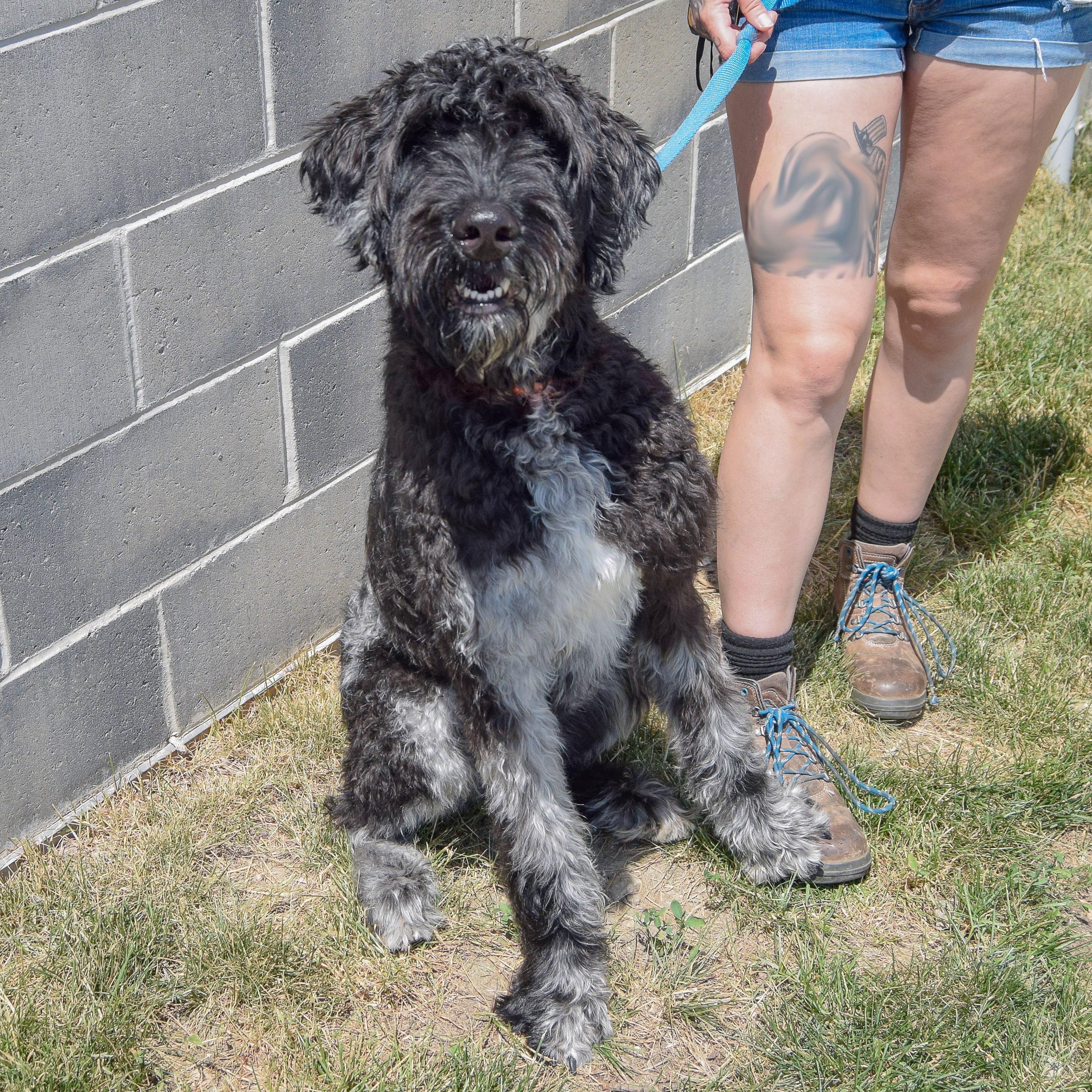 Johnny, an adopted mixed breed in Huntley, IL image 3/5