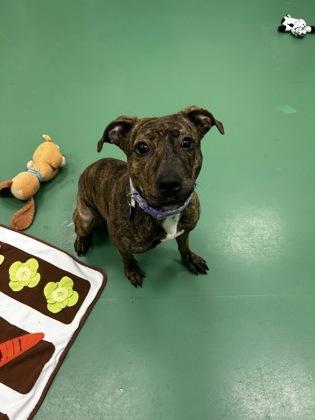 Enlarge Gingerbread, a Adoptable mixed breed in Detroit, MI image 1/2