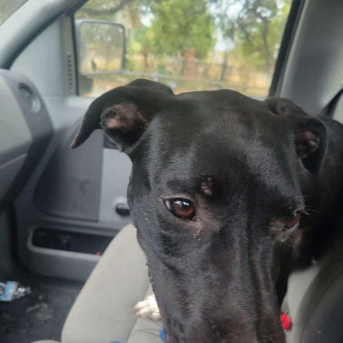 Sooner, Adoptable, Puppy Female Boxer & Mixed Breed.