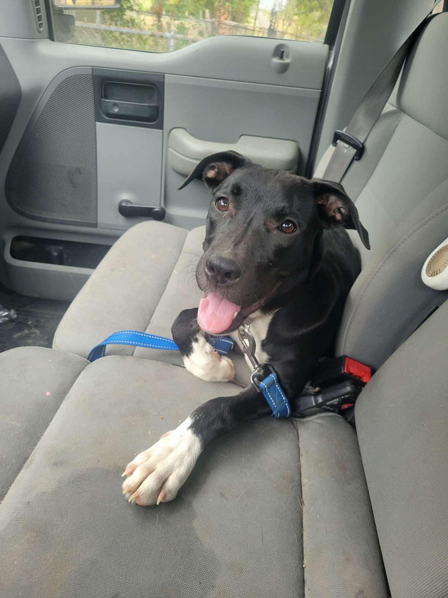 Enlarge Sooner, a Adoptable mixed breed in North Richland Hills, TX image 2/5