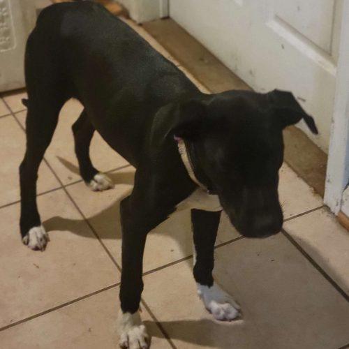 Enlarge Sooner, a Adoptable mixed breed in North Richland Hills, TX image 3/5