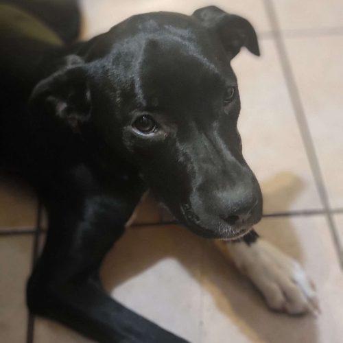 Enlarge Sooner, a Adoptable mixed breed in North Richland Hills, TX image 5/5