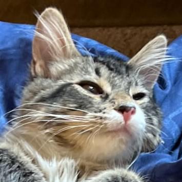 Enlarge Pippin, a Adoptable mixed breed in Buhl, ID image 2/5