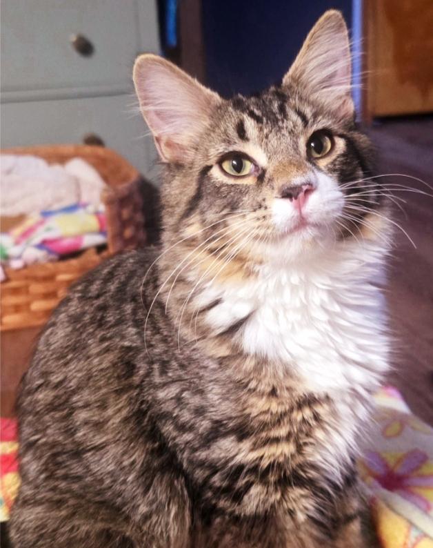 Enlarge Pippin, a Adoptable mixed breed in Buhl, ID image 3/5