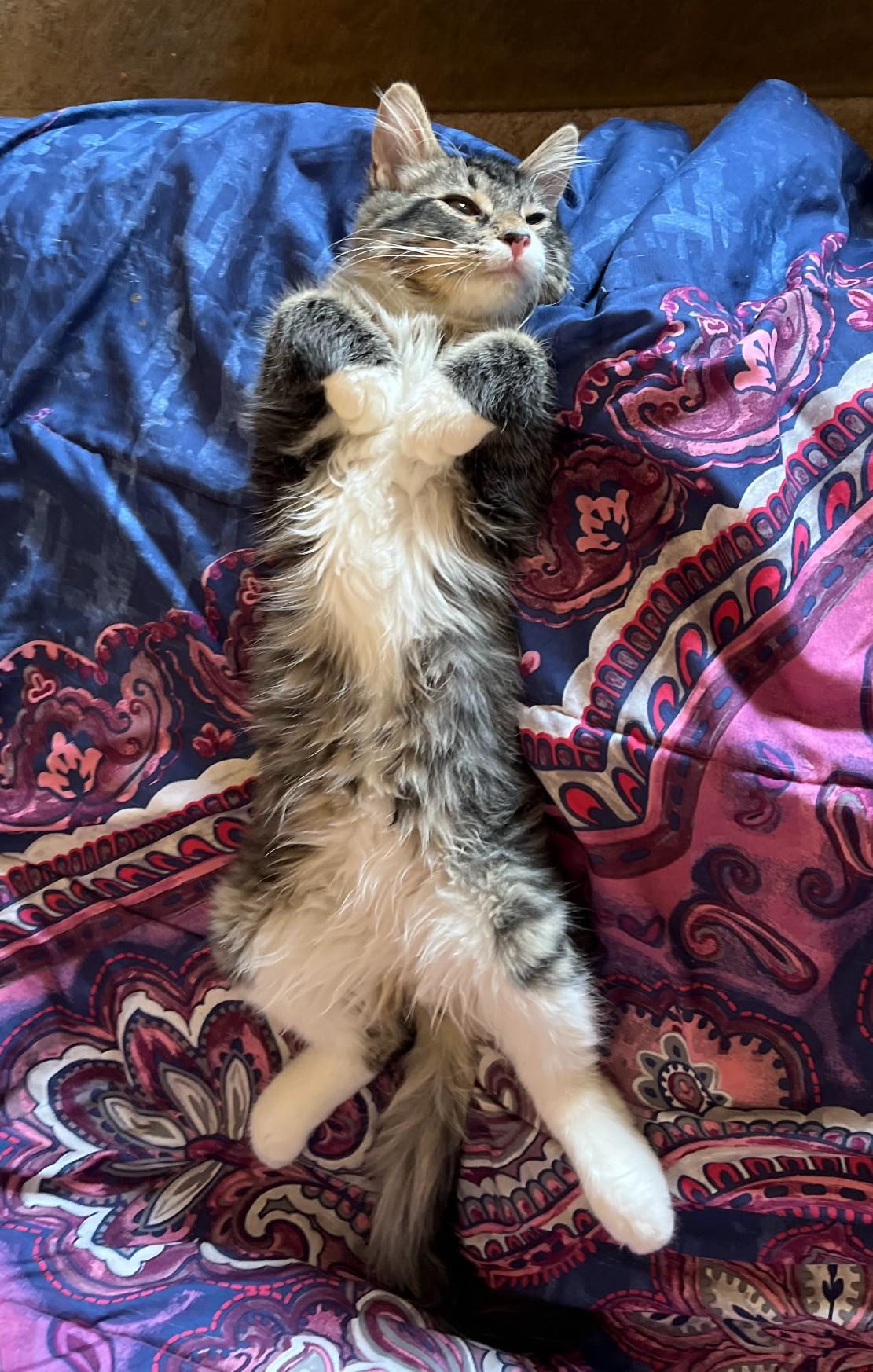 Enlarge Pippin, a Adoptable mixed breed in Buhl, ID image 5/5