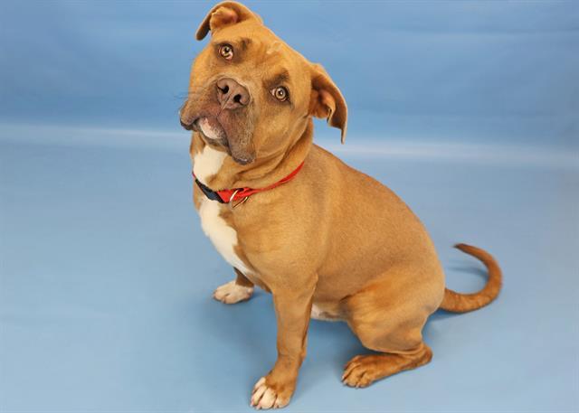 BOOFUS, Adoptable, Young Male Pit Bull Terrier & Mixed Breed.