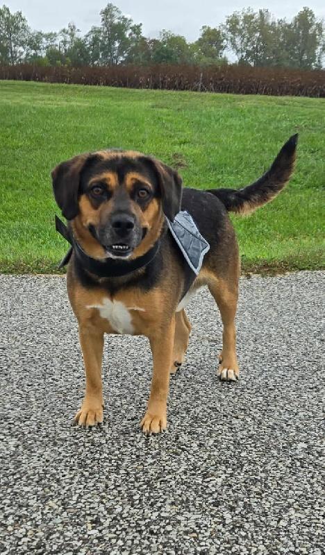 Enlarge Meatball, a ADOPTABLE mixed breed in Aurora, IL image 1/4