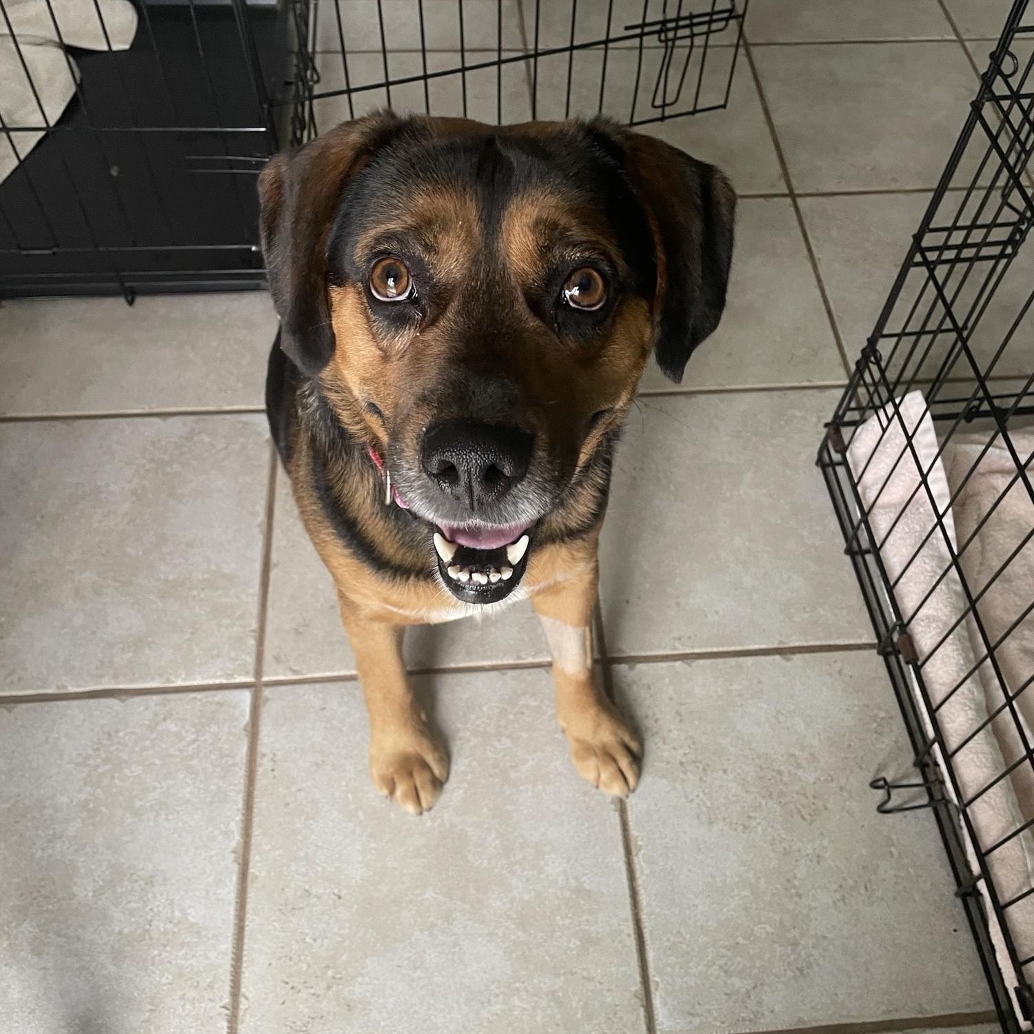 Enlarge Meatball, a ADOPTABLE mixed breed in Aurora, IL image 2/4