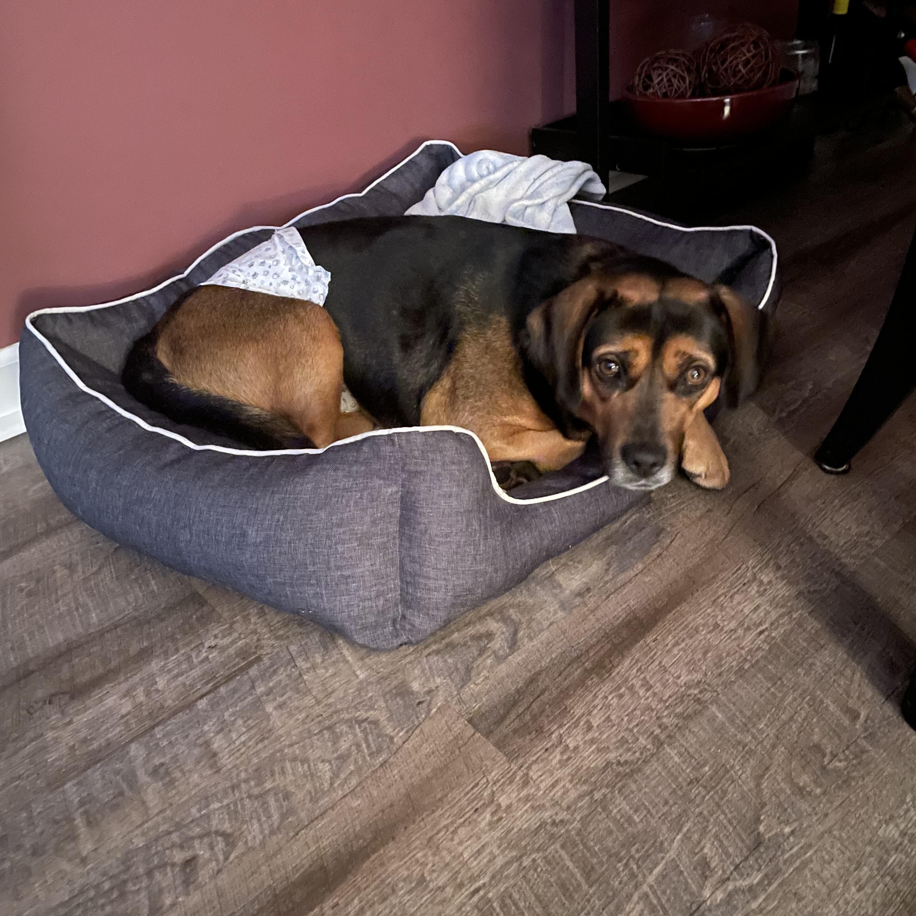 Enlarge Meatball, a ADOPTABLE mixed breed in Aurora, IL image 3/4