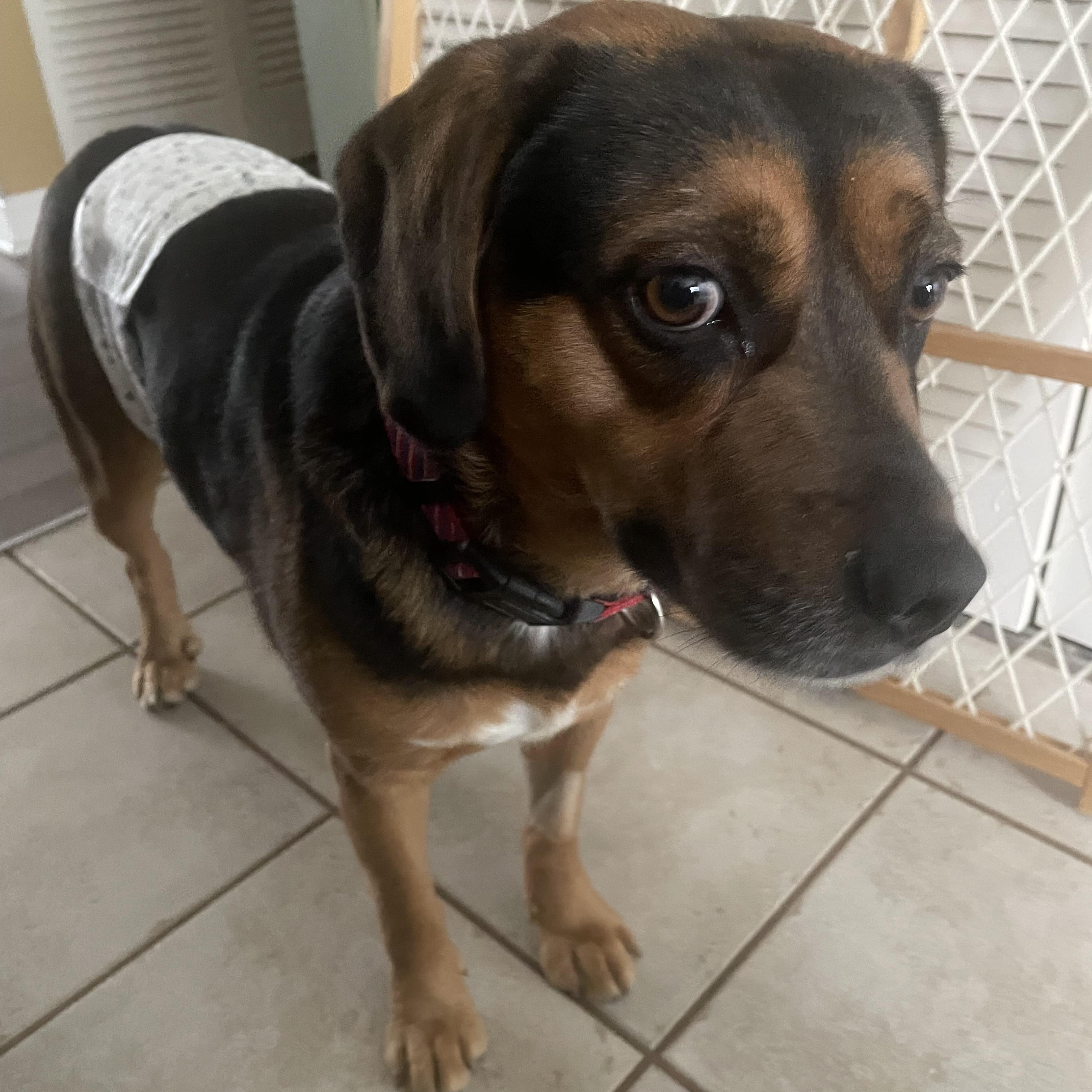 Enlarge Meatball, a ADOPTABLE mixed breed in Aurora, IL image 4/4