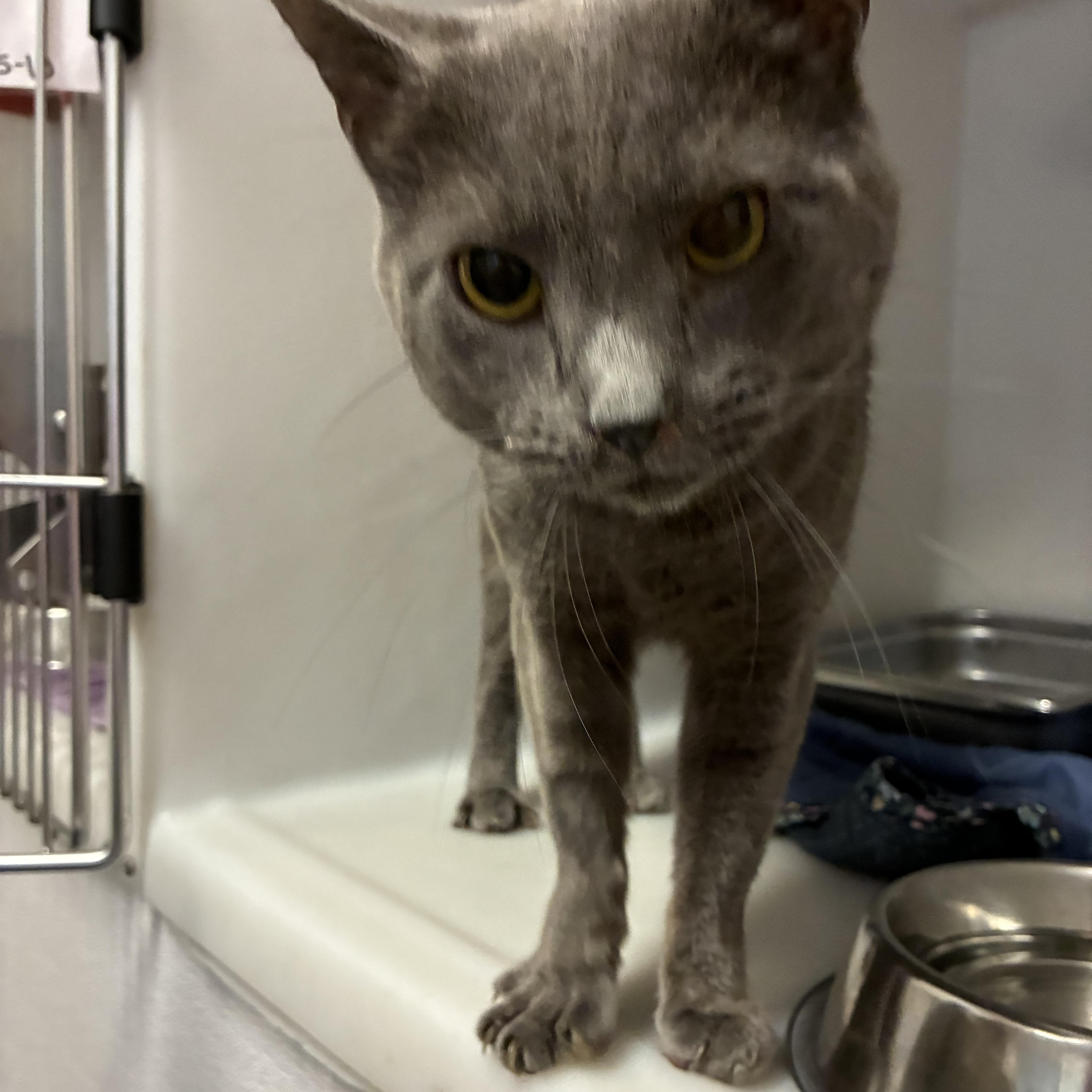 Silver, a Adoptable Domestic Short Hair in King George, VA image 4/5