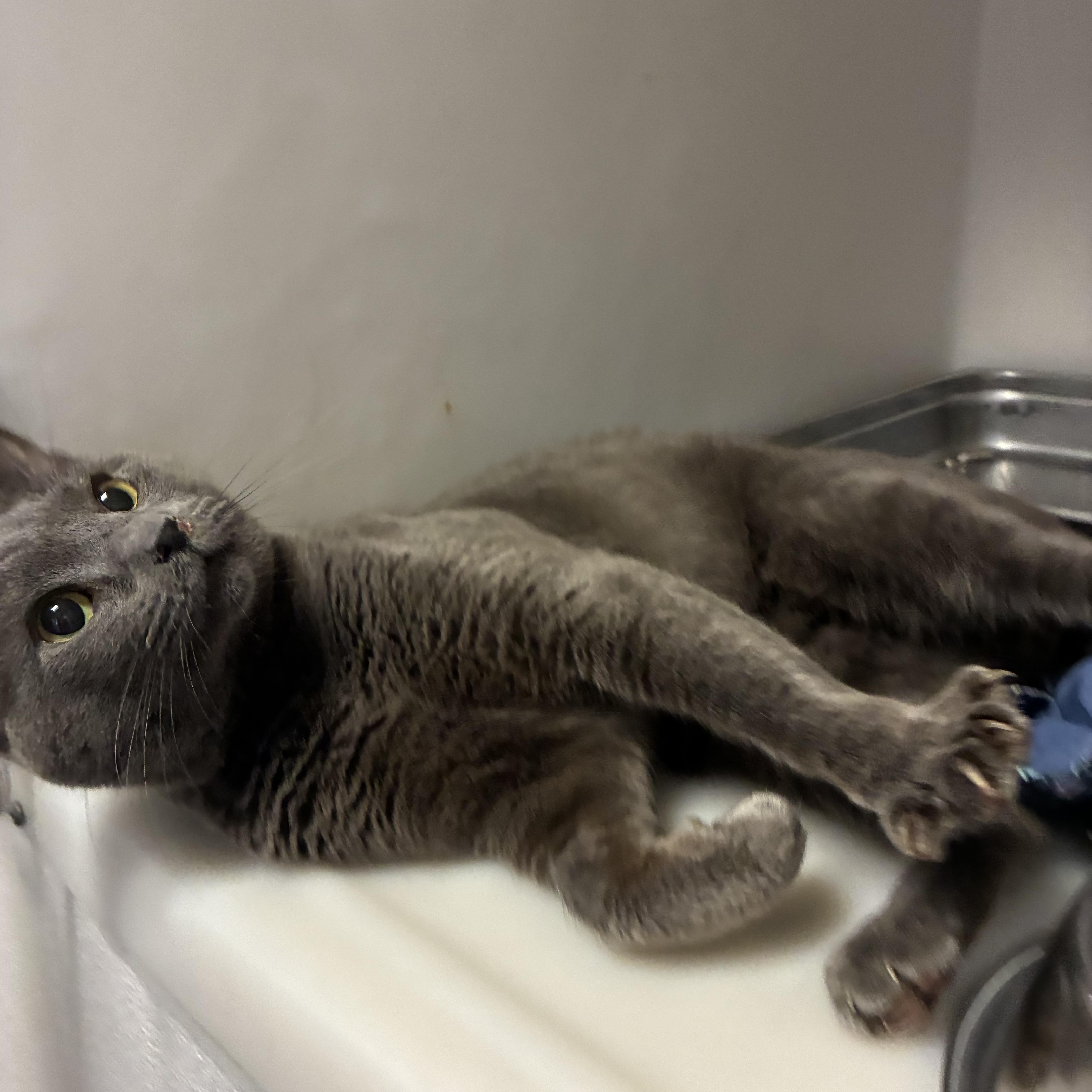 Silver, a Adoptable Domestic Short Hair in King George, VA image 1/5