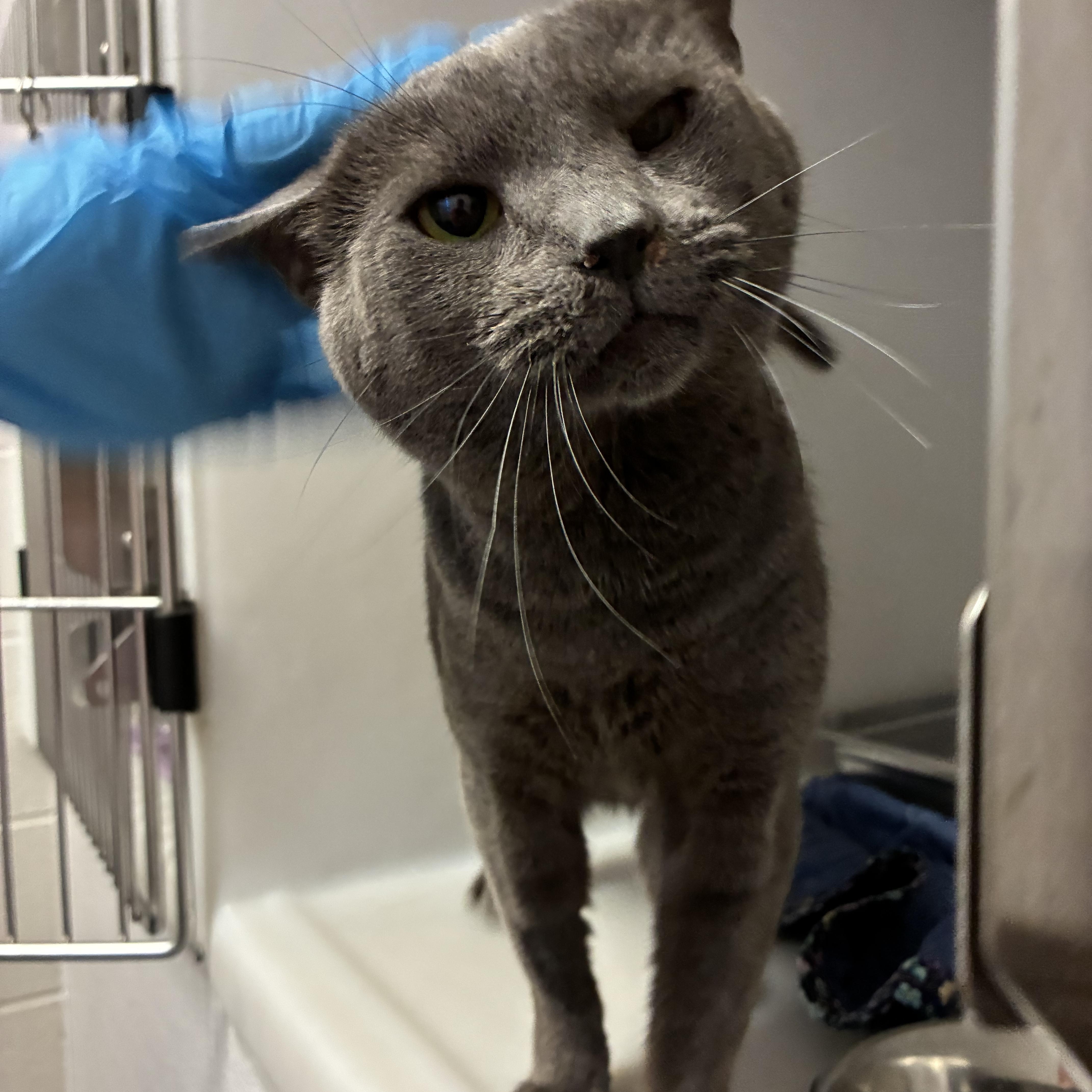 Silver, a Adoptable Domestic Short Hair in King George, VA image 2/5