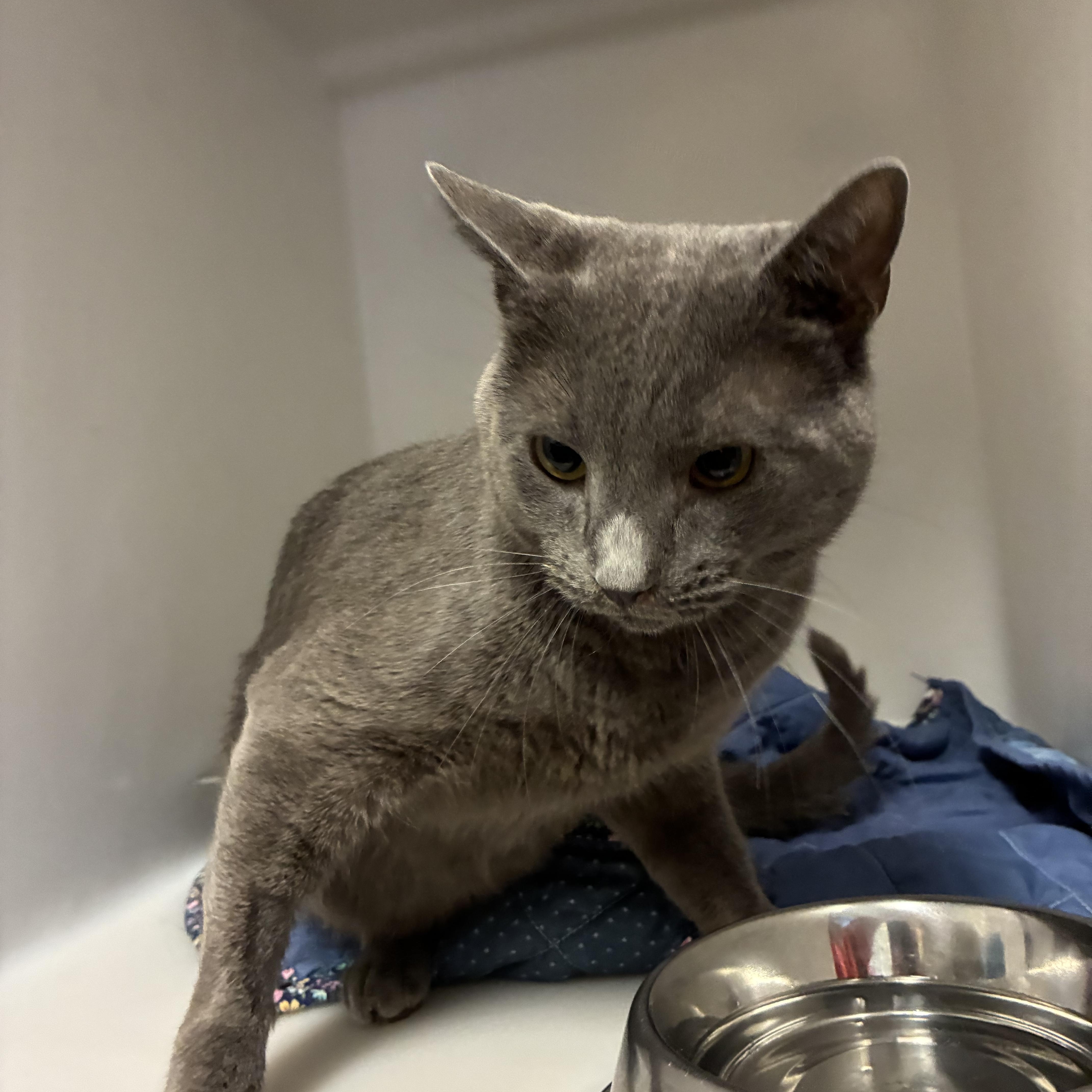 Silver, a Adoptable Domestic Short Hair in King George, VA image 5/5