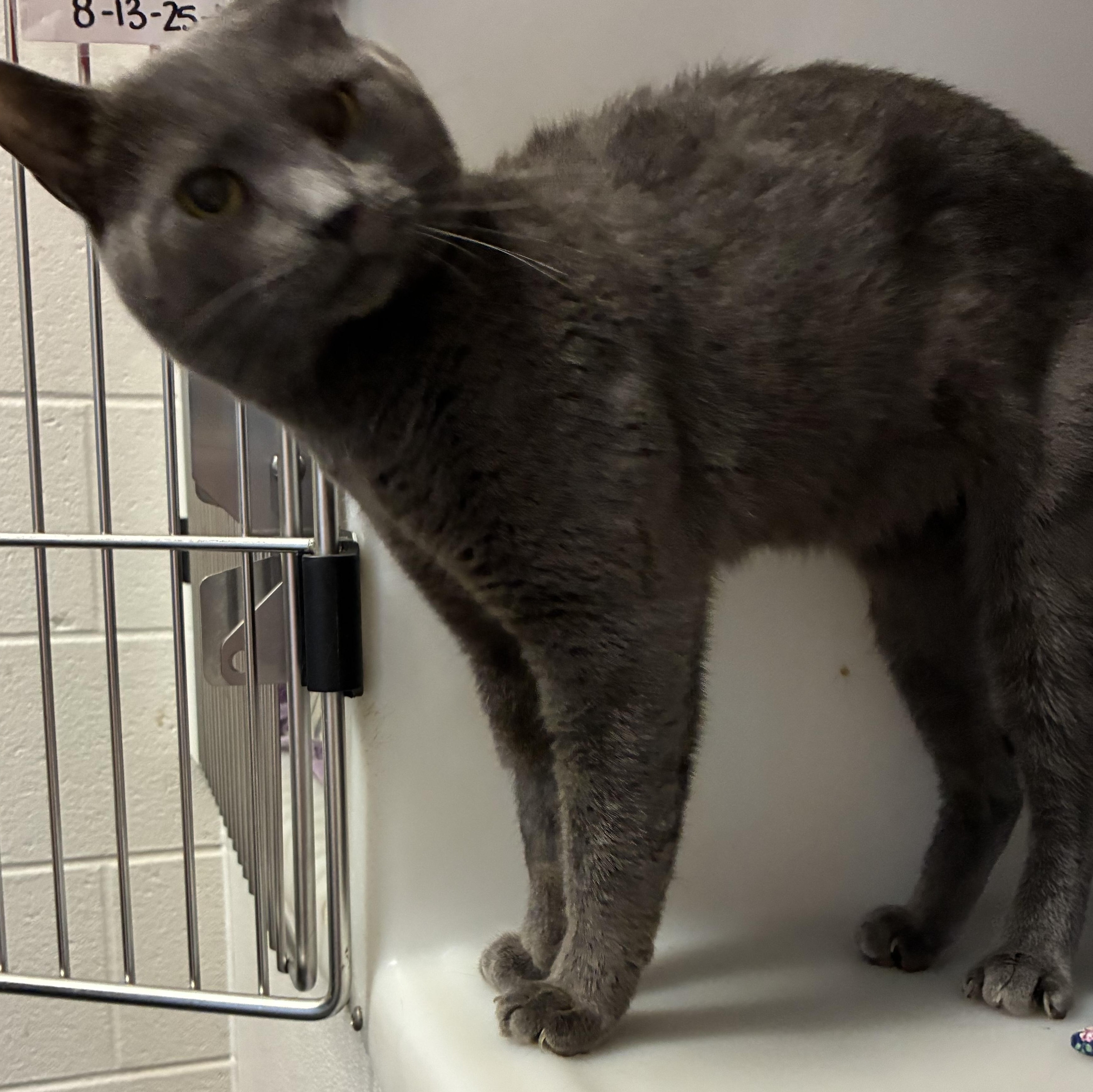 Silver, a Adoptable Domestic Short Hair in King George, VA image 3/5