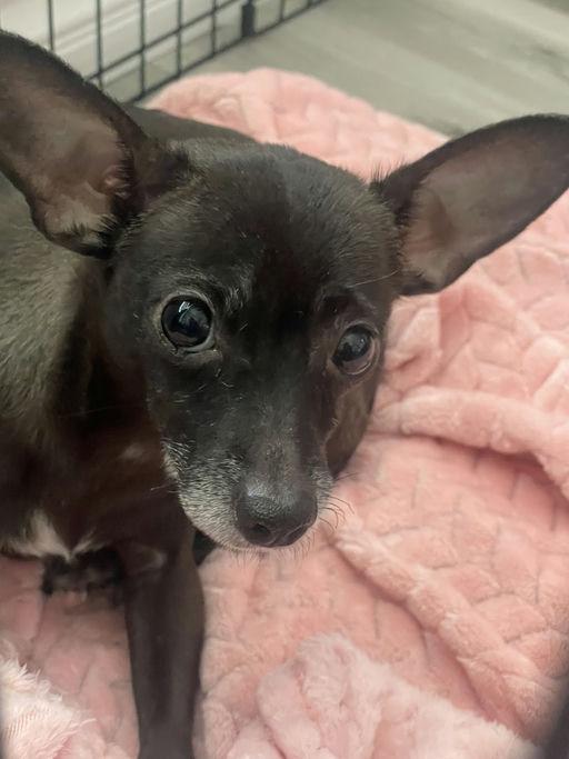 Enlarge Nana, an adoptable mixed breed in Los Angeles, CA image 3/6