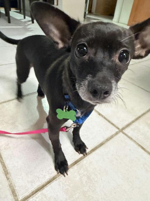 Enlarge Nana, a Adoptable mixed breed in Los Angeles, CA image 5/5