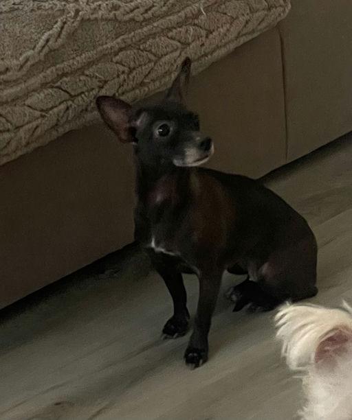 Enlarge Nana, an adoptable mixed breed in Los Angeles, CA image 5/6