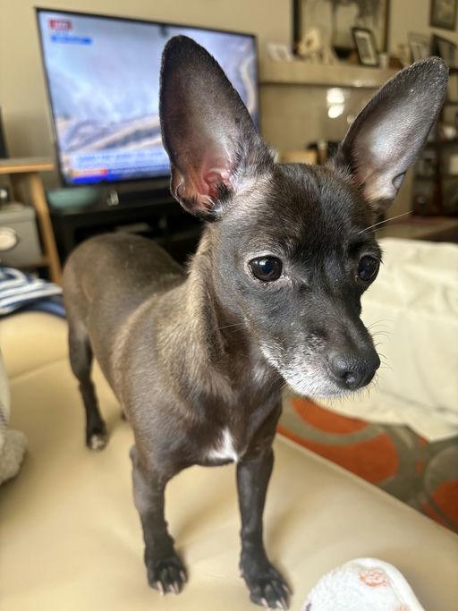 Enlarge Nana, an adoptable mixed breed in Los Angeles, CA image 2/6