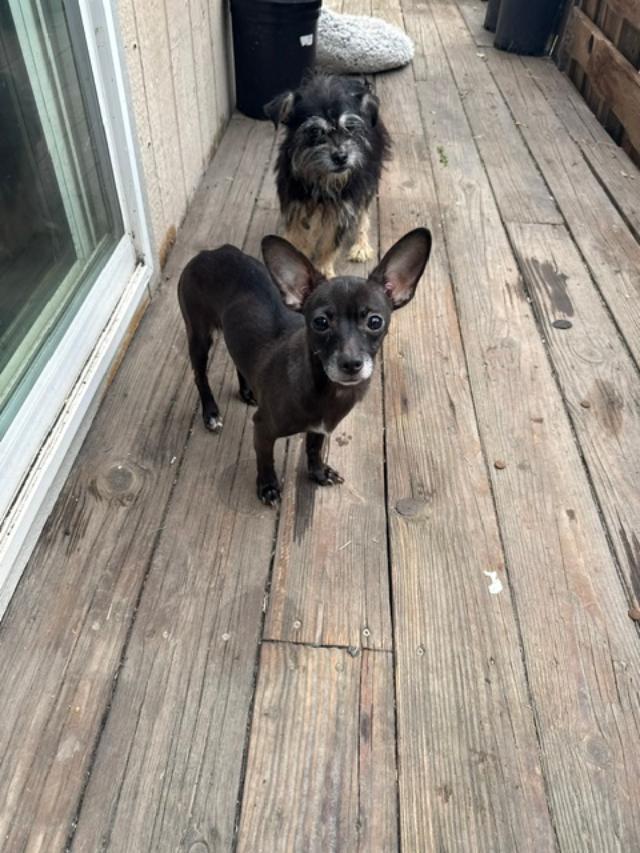 Nana, adoptable, Adult Female Chihuahua.