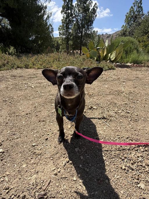 Enlarge Nana, a Adoptable mixed breed in Los Angeles, CA image 4/5