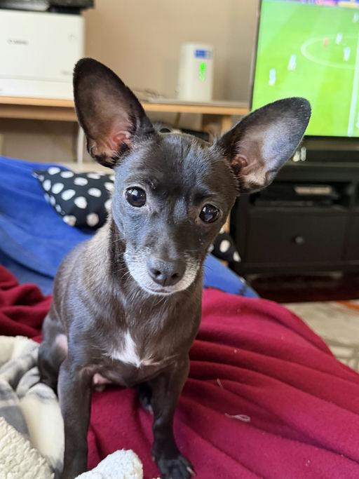 Enlarge Nana, a Adoptable mixed breed in Los Angeles, CA image 1/5