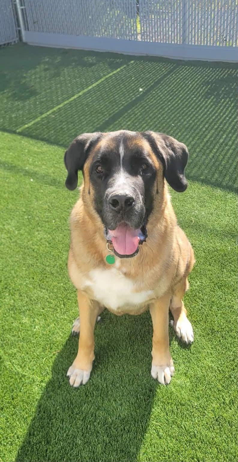 Luko, Adoptable, Adult Male Saint Bernard.