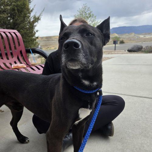 Enlarge Chase, a Adoptable mixed breed in Grand Junction, CO image 1/5