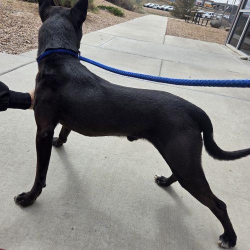 Enlarge Chase, a Adoptable mixed breed in Grand Junction, CO image 2/5
