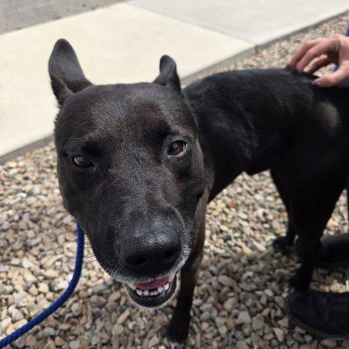 Enlarge Chase, a Adoptable mixed breed in Grand Junction, CO image 3/5