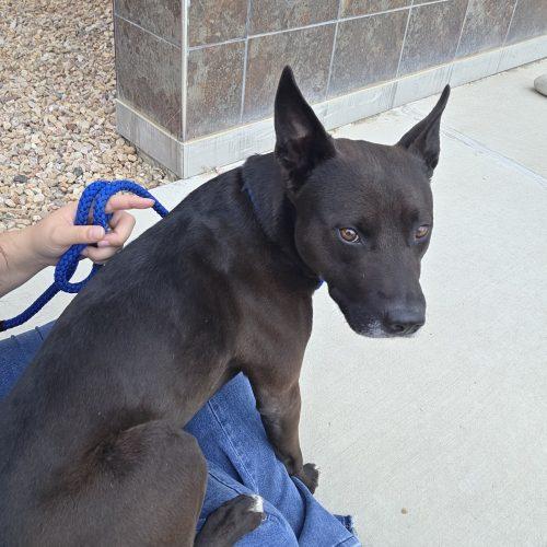Enlarge Chase, a Adoptable mixed breed in Grand Junction, CO image 4/5