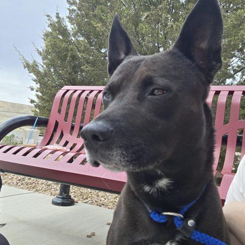 Enlarge Chase, a Adoptable mixed breed in Grand Junction, CO image 5/5