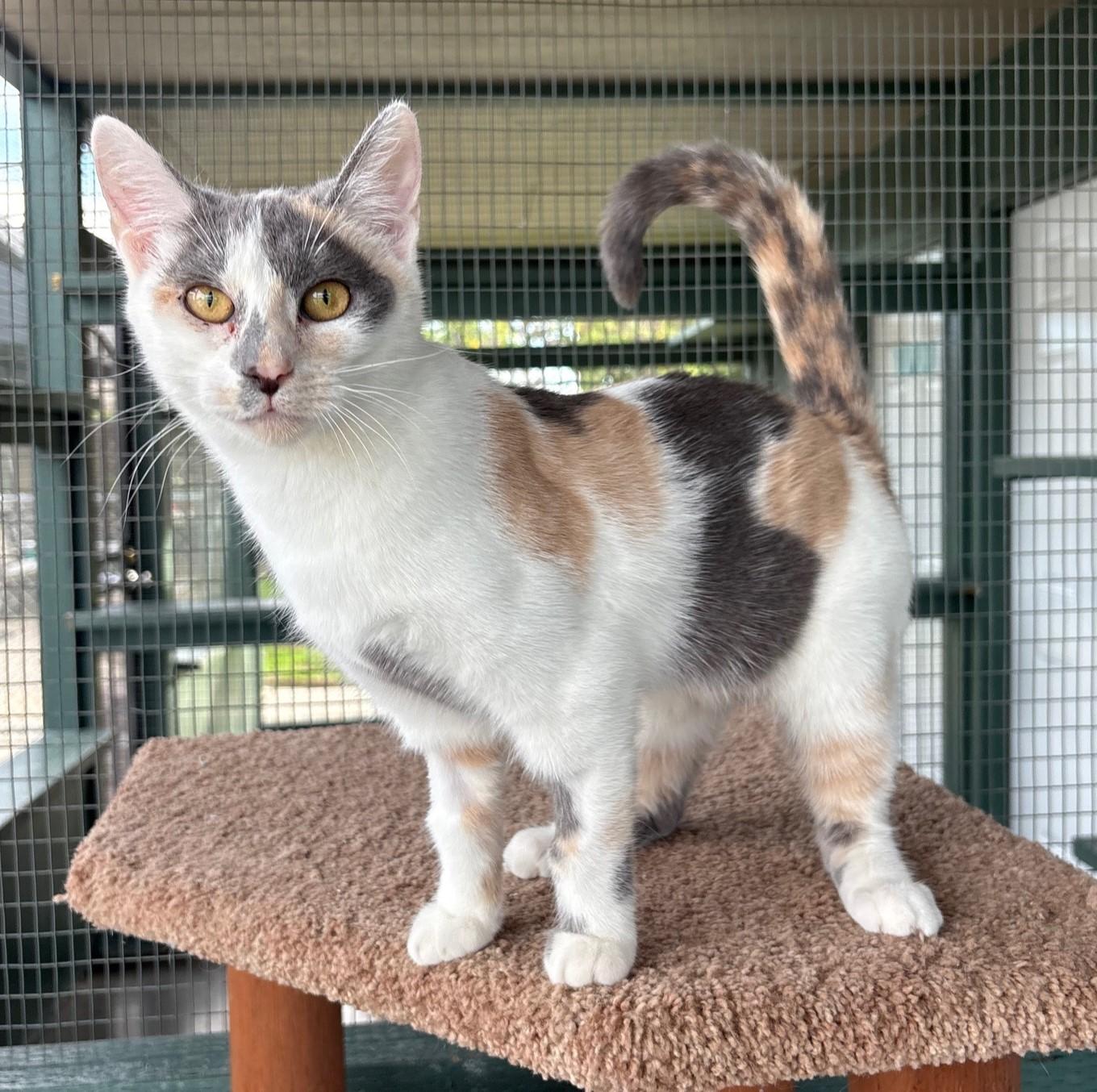 Pumpkin, Adoptable, Young Female Domestic Short Hair.