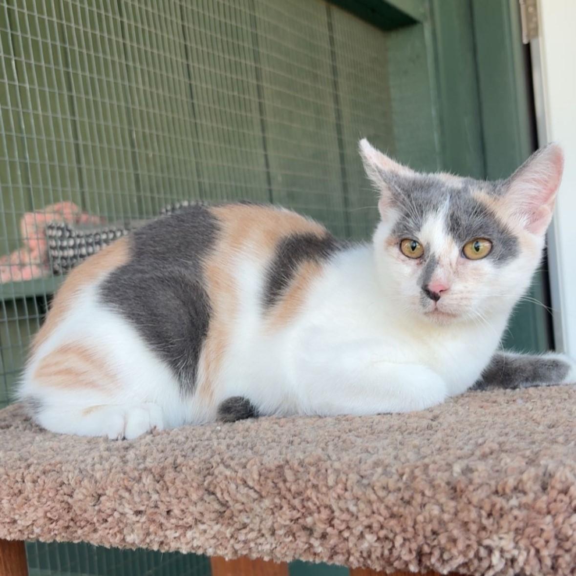 Enlarge Pumpkin, a Adoptable Domestic Short Hair in Lathrop, CA image 1/2