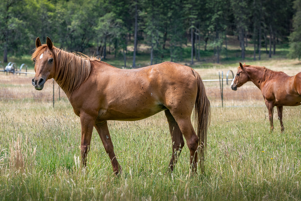 Enlarge Sunny, a Adoptable Arabian in Jacksonville, OR image 5/5