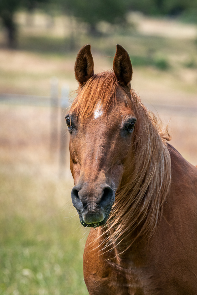 Enlarge Sunny, a Adoptable Arabian in Jacksonville, OR image 1/5